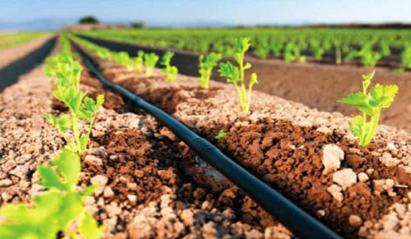 نحوه استفاده از پوکه معدنی در گلدان و باغچه