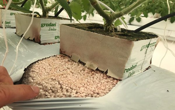 پوکه استفاده شده در گلخانه ها