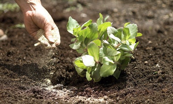 پوکه ریز ماسه ای که کنار محصول کشاورزی ریخته می شود